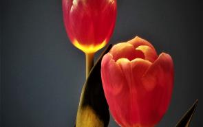 Twin Flame Tulips